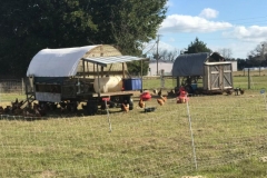 PoultrySchooners