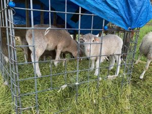 Lambs figured out, by climbing into the feeder, they could help themselves to more alfalfa without fighting for it in between their Moms on the outside.